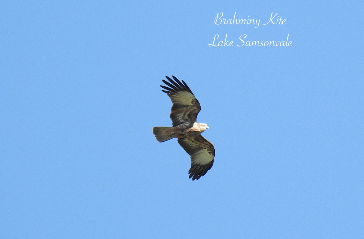 Brahminy Kite - ML637487578