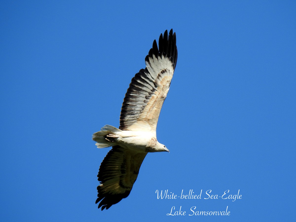 White-bellied Sea-Eagle - ML637487581