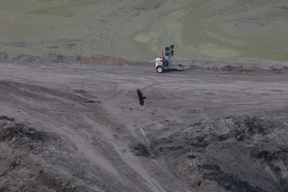 Turkey Vulture - ML637487582
