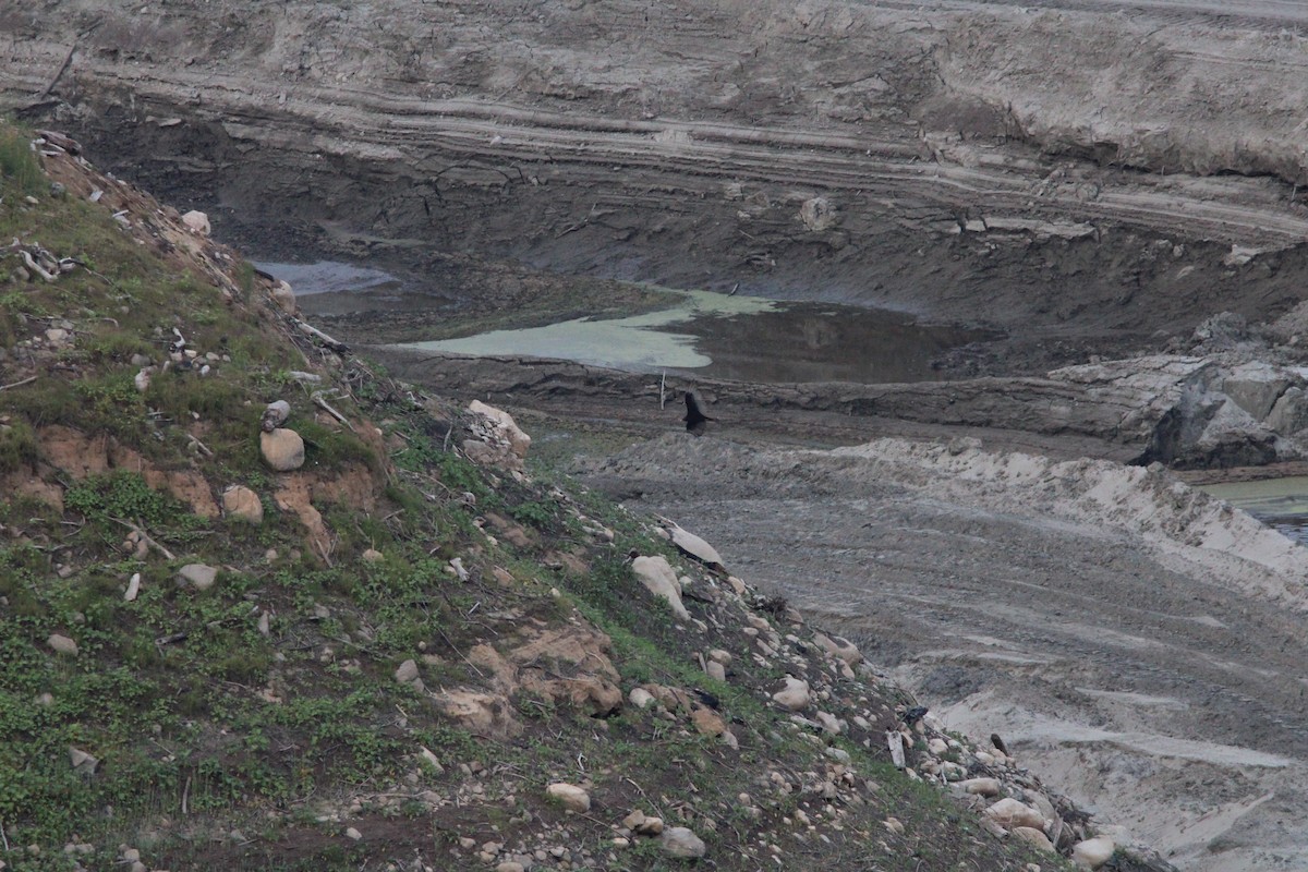 Turkey Vulture - ML637487583