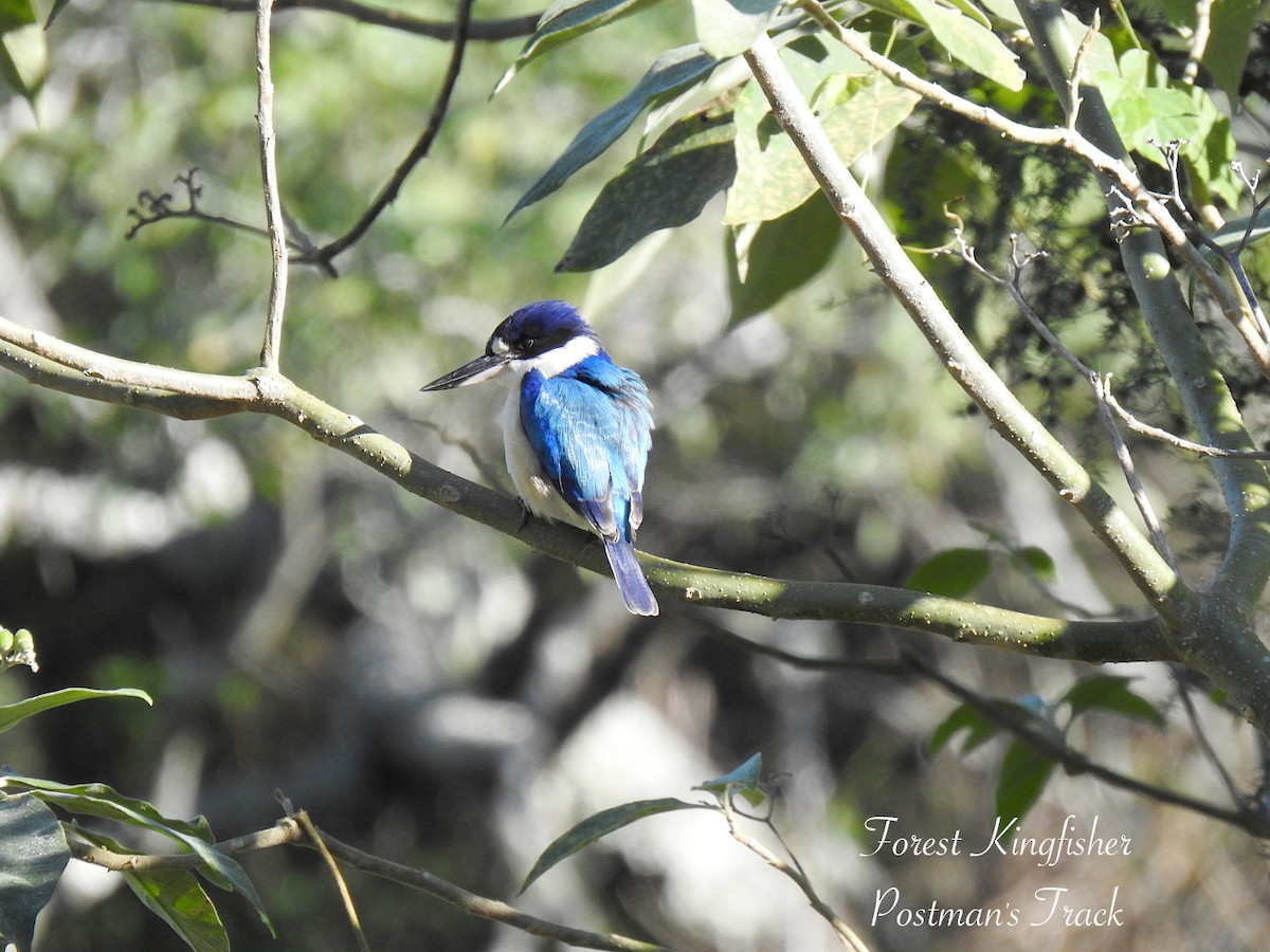 Forest Kingfisher - ML637487584
