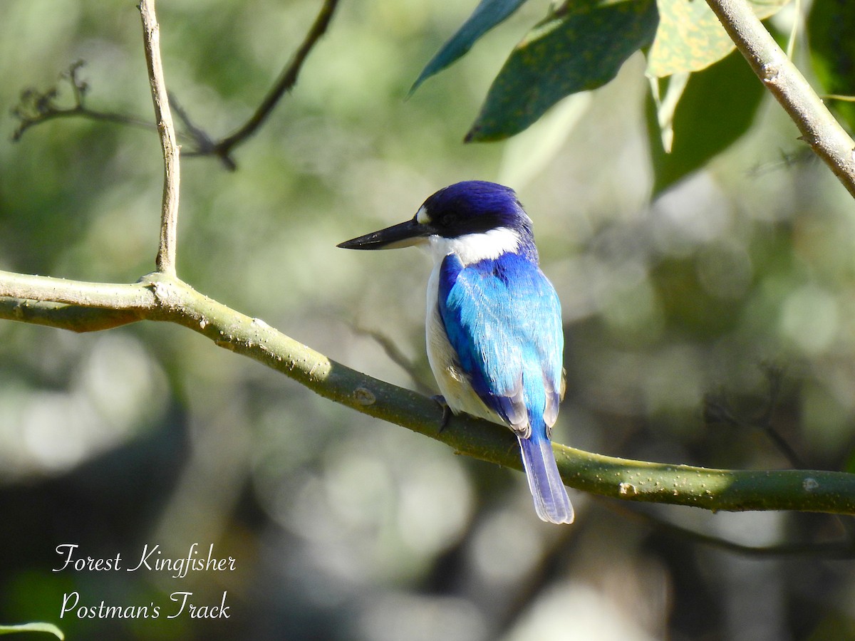 Forest Kingfisher - ML637487585