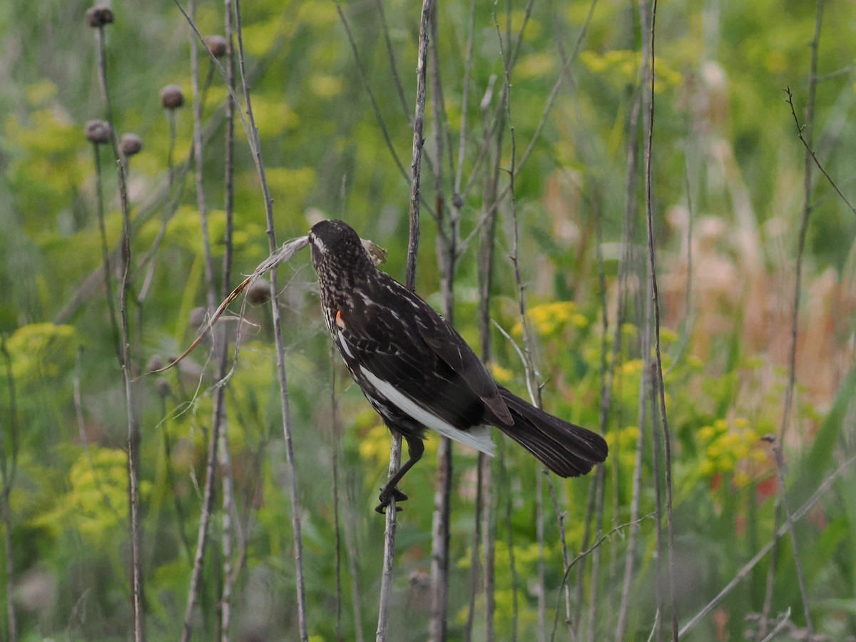 Red-winged Blackbird - ML637487586