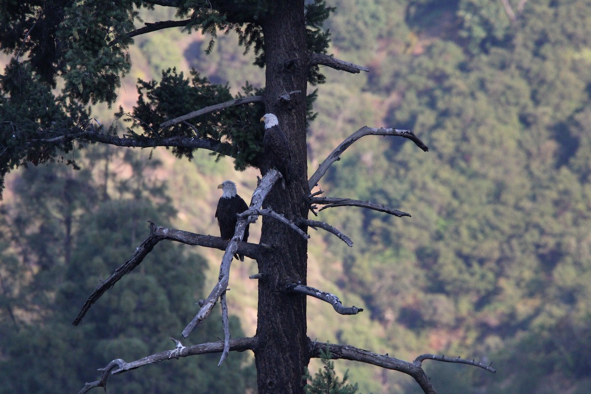 Bald Eagle - ML637487587