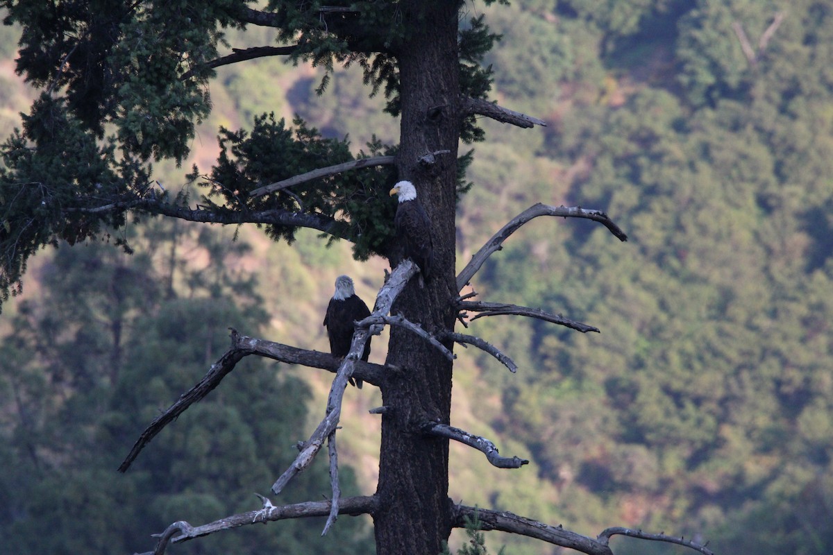 Bald Eagle - ML637487588