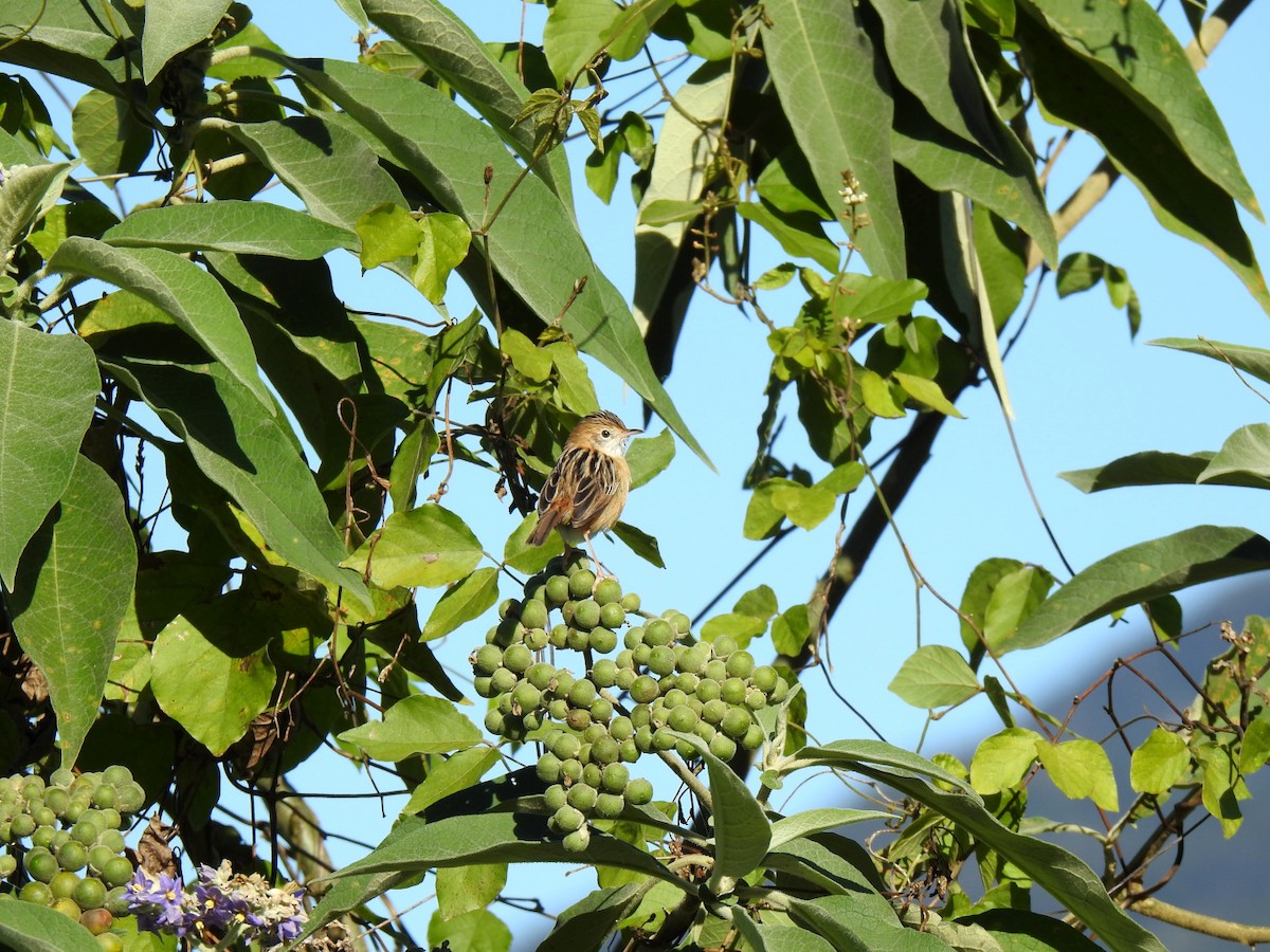 Golden-headed Cisticola - ML637487590