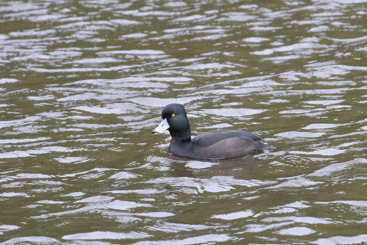 New Zealand Scaup - ML637487599