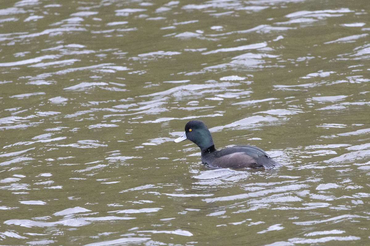 New Zealand Scaup - ML637487601