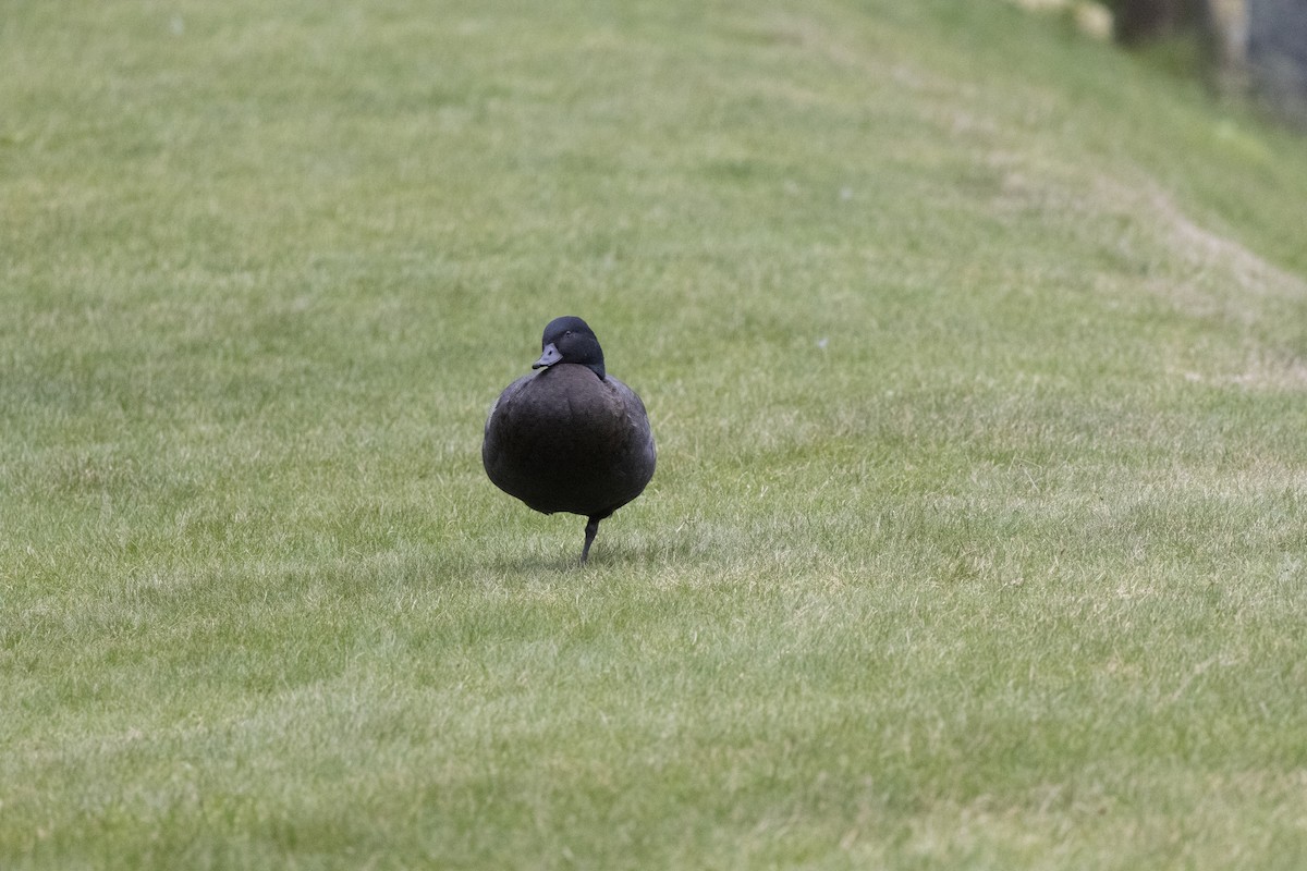 Paradise Shelduck - ML637487607
