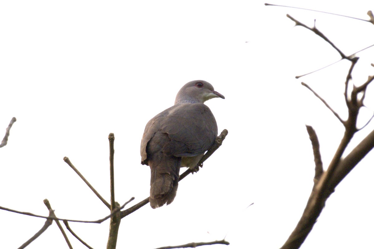 Malabar Imperial-Pigeon - ML637487610
