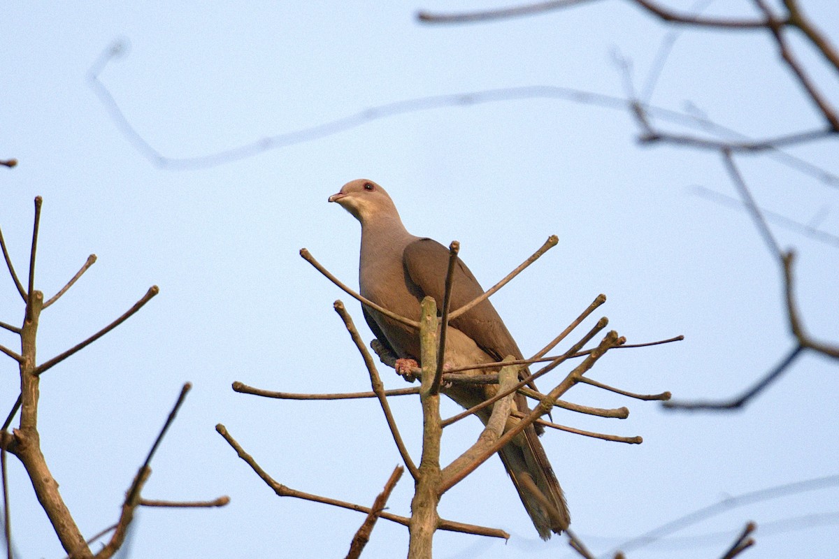 Malabar Imperial-Pigeon - ML637487611