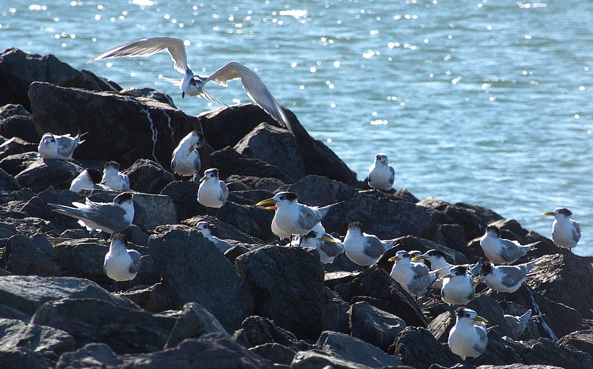 Great Crested Tern - ML637487618