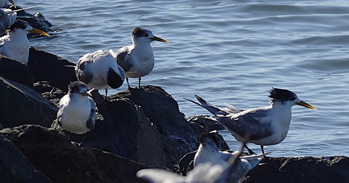 Great Crested Tern - ML637487620
