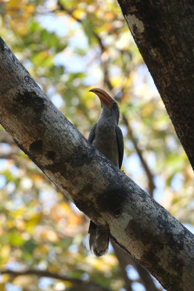 Malabar Gray Hornbill - ML637487692