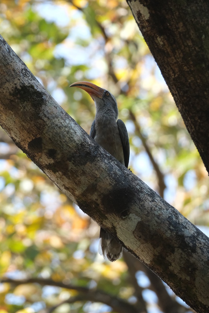 Malabar Gray Hornbill - ML637487693