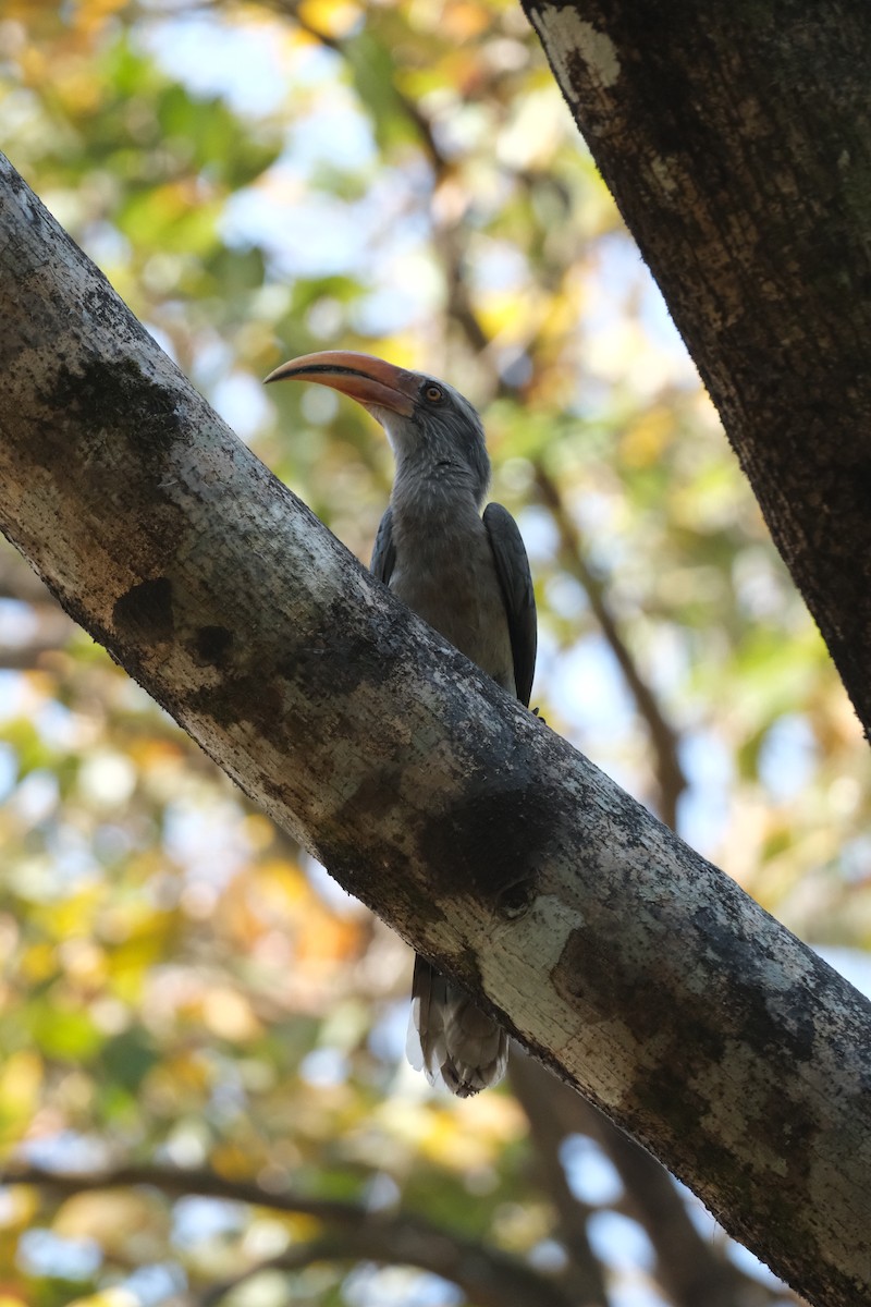 Malabar Gray Hornbill - ML637487694