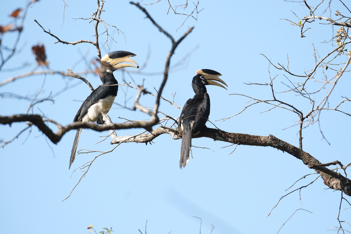 Malabar Pied-Hornbill - ML637487700