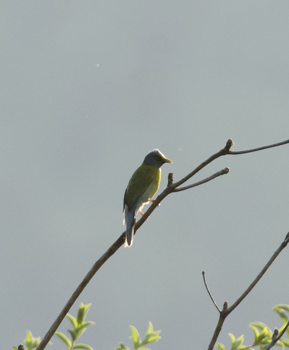 Gray-headed Bulbul - ML637487708