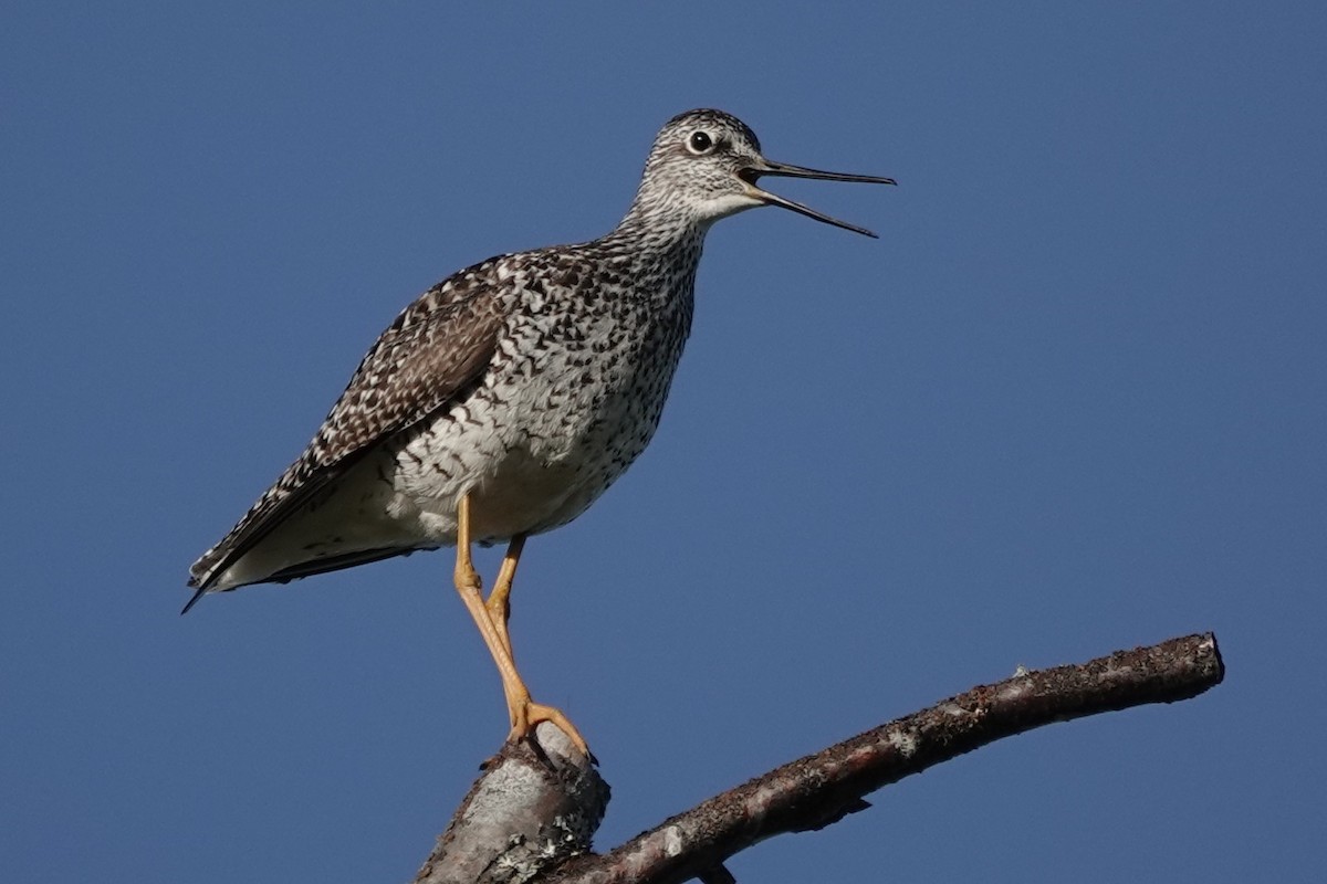 Greater Yellowlegs - ML637487723