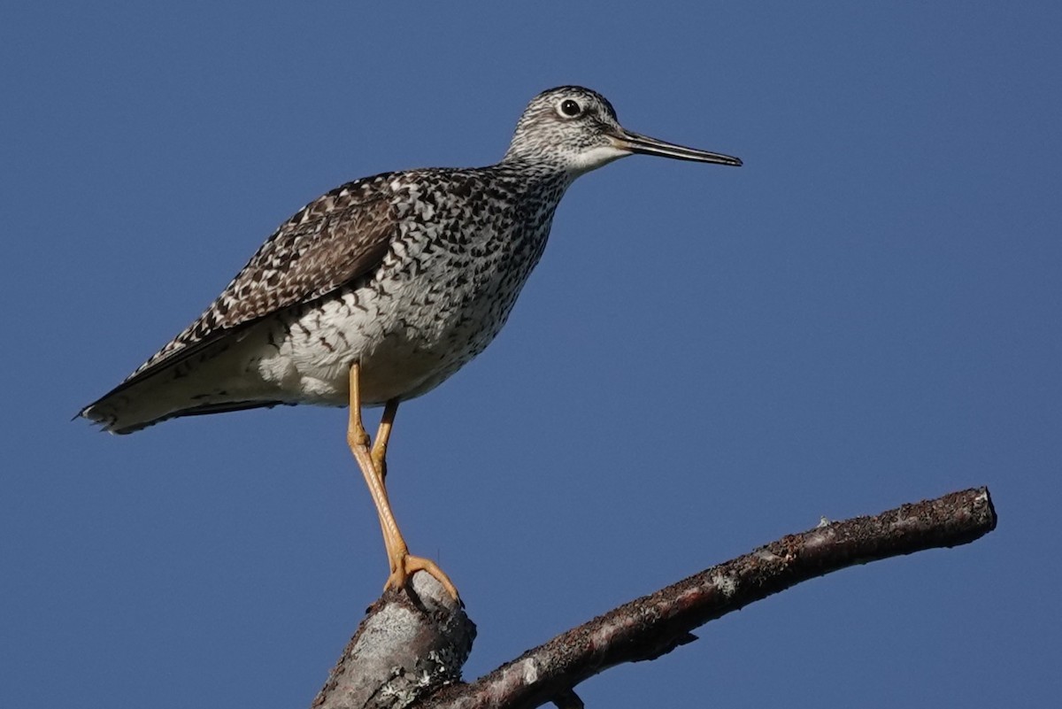 Greater Yellowlegs - ML637487724