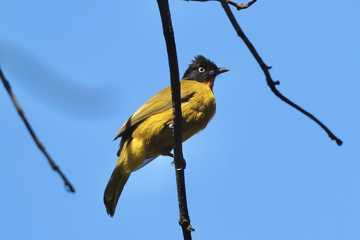 Flame-throated Bulbul - ML637487725