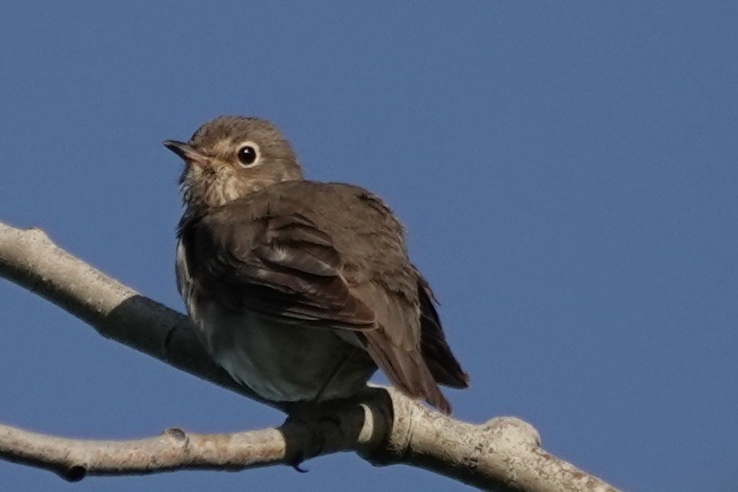 Swainson's Thrush - ML637487730