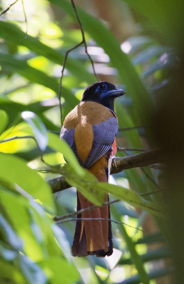 Malabar Trogon - ML637487734