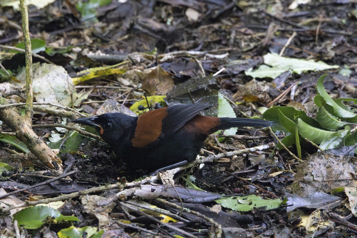 North Island Saddleback - ML637487790