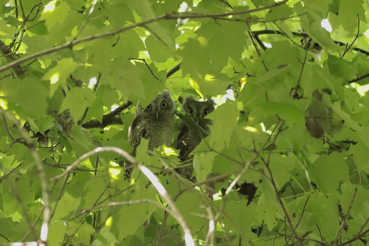 Eastern Screech-Owl - ML637487836