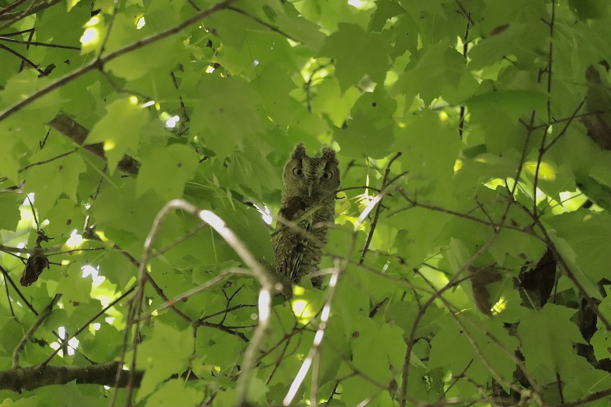 Eastern Screech-Owl - ML637487837