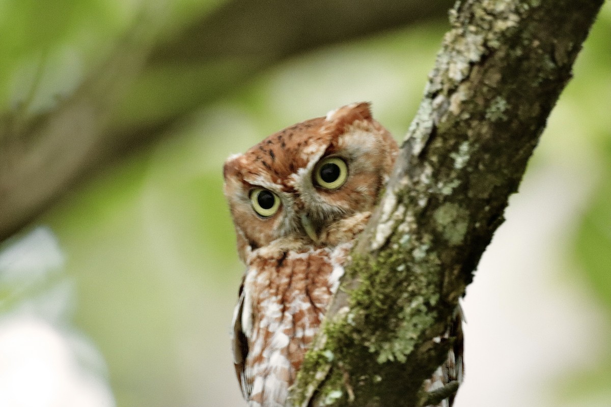 Eastern Screech-Owl - ML637487839