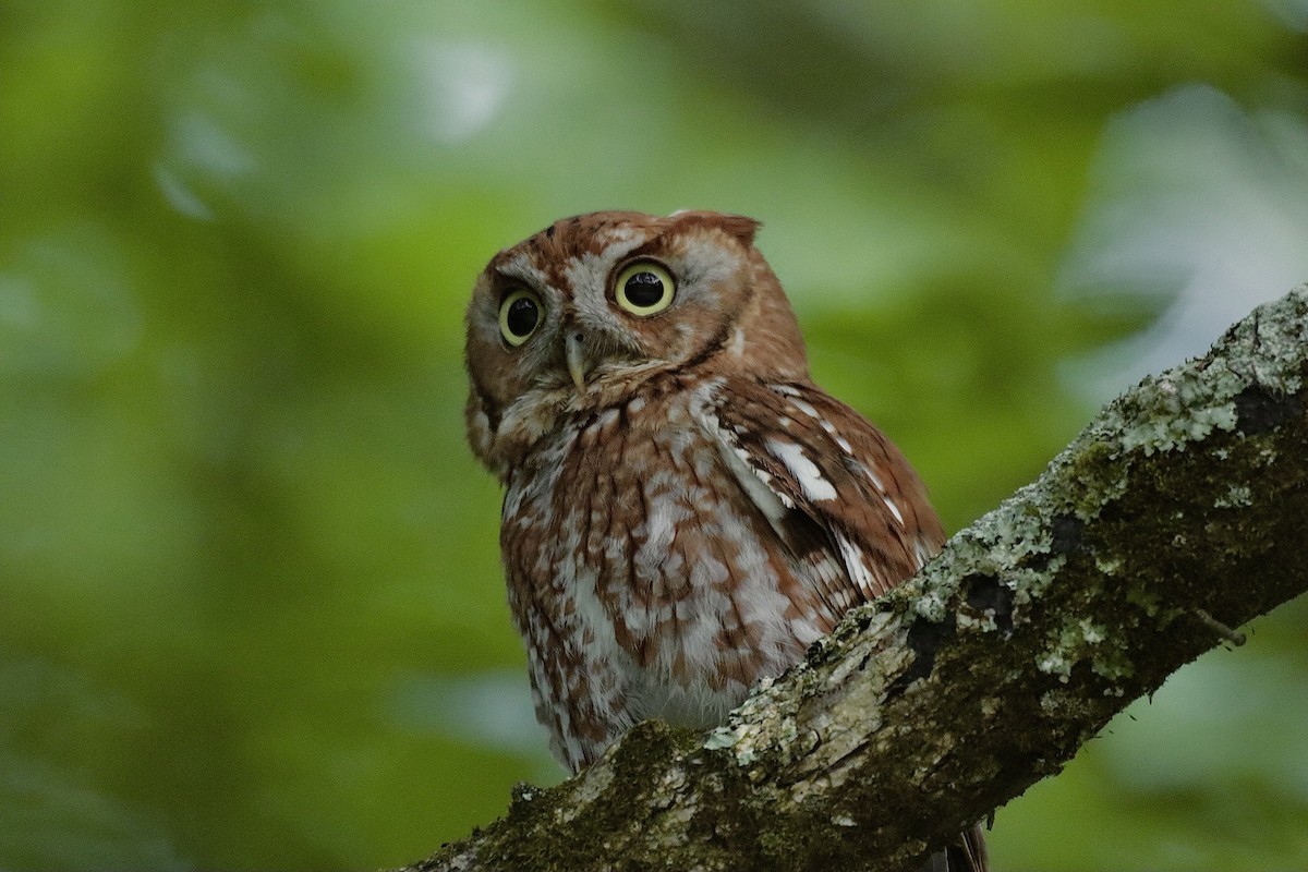 Eastern Screech-Owl - ML637487842