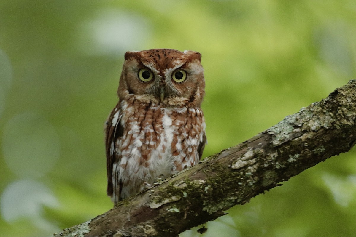 Eastern Screech-Owl - ML637487843