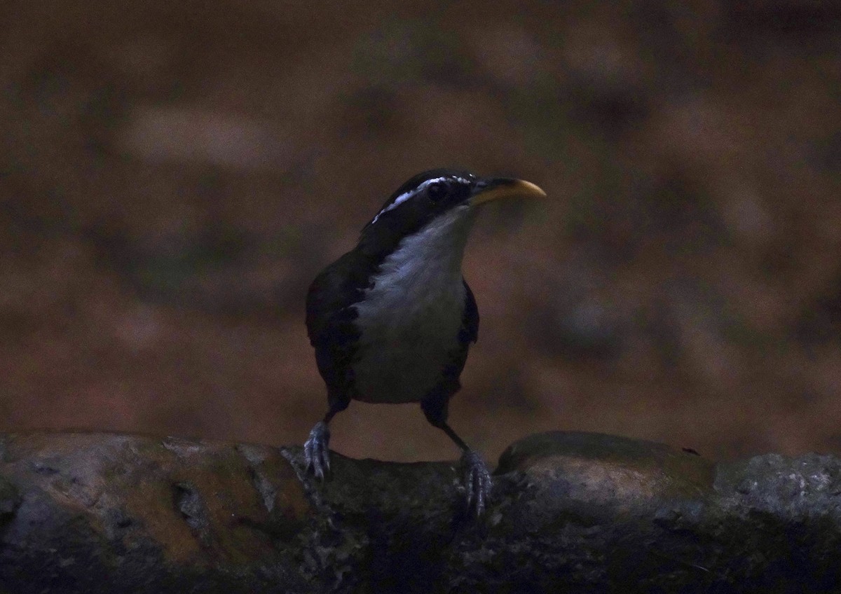 Indian Scimitar-Babbler - ML637487846