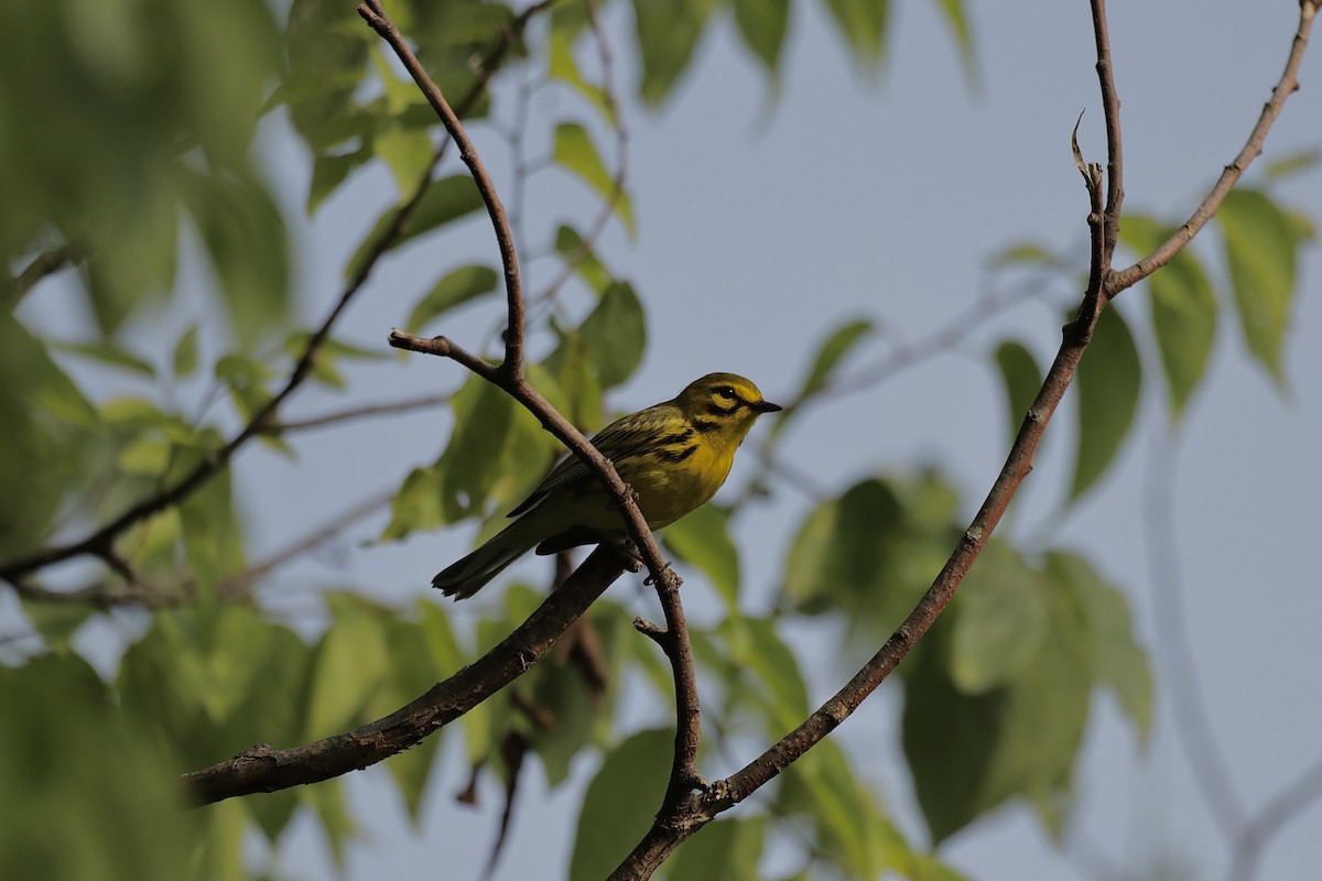 Prairie Warbler - ML637487847