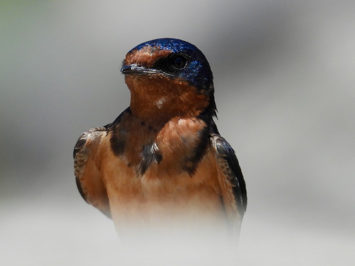Barn Swallow - ML637487848