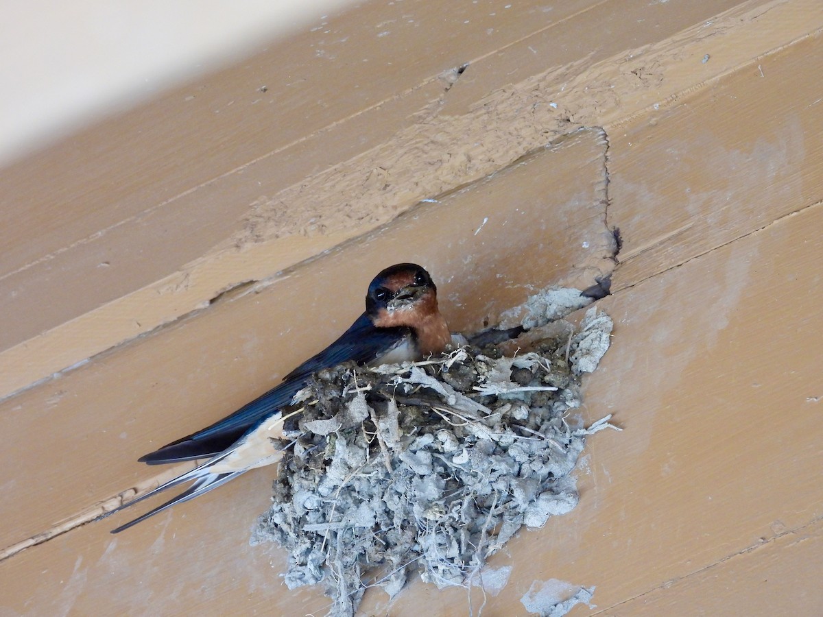 Barn Swallow - ML637487849