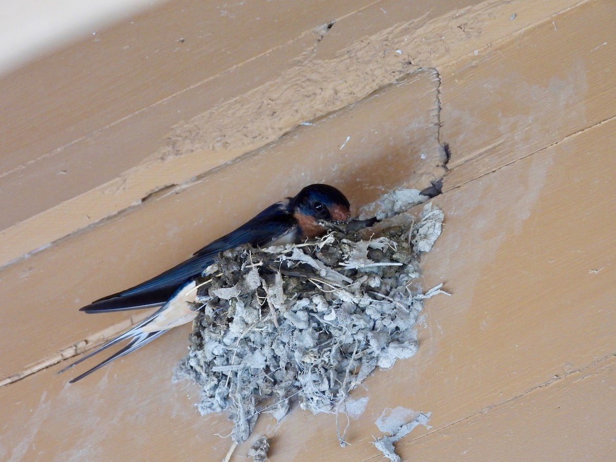 Barn Swallow - ML637487850