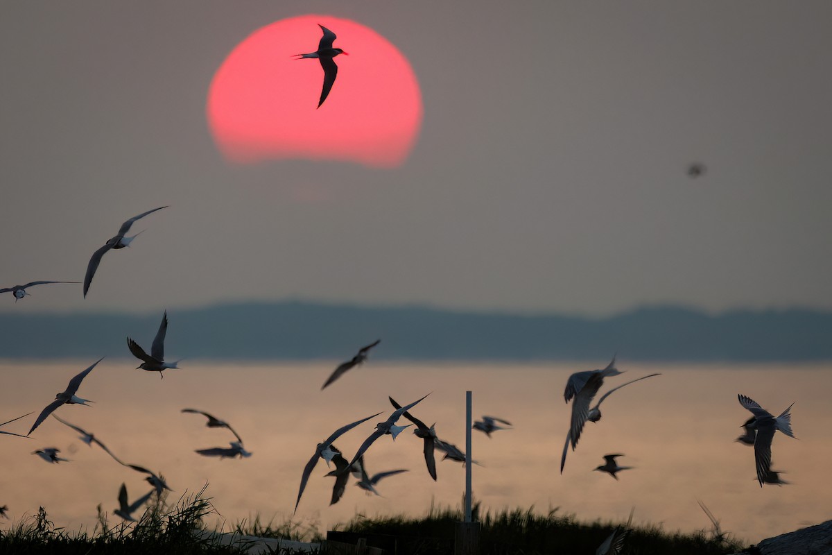 Common Tern - ML637487854