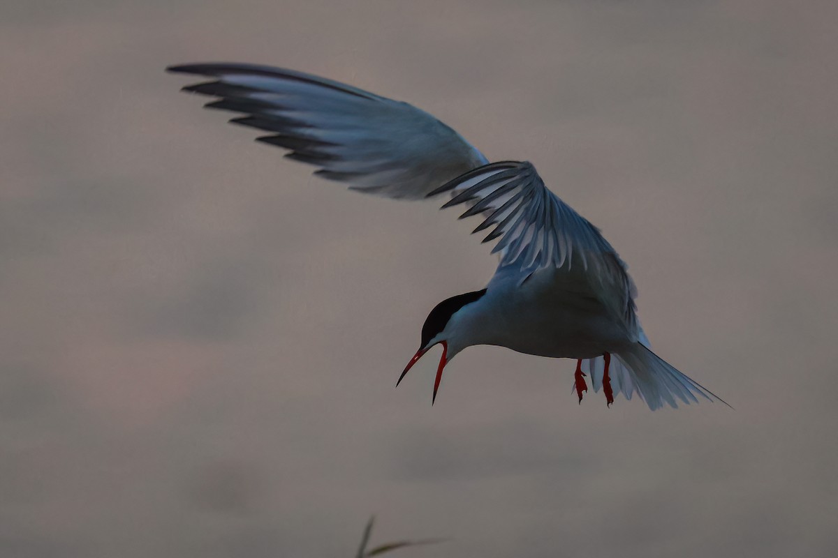 Common Tern - ML637487855
