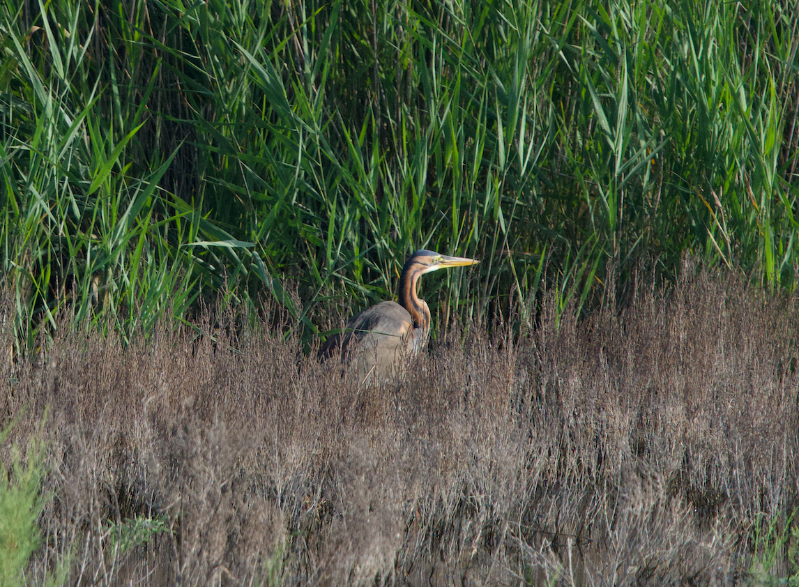 Purple Heron - ML637487859