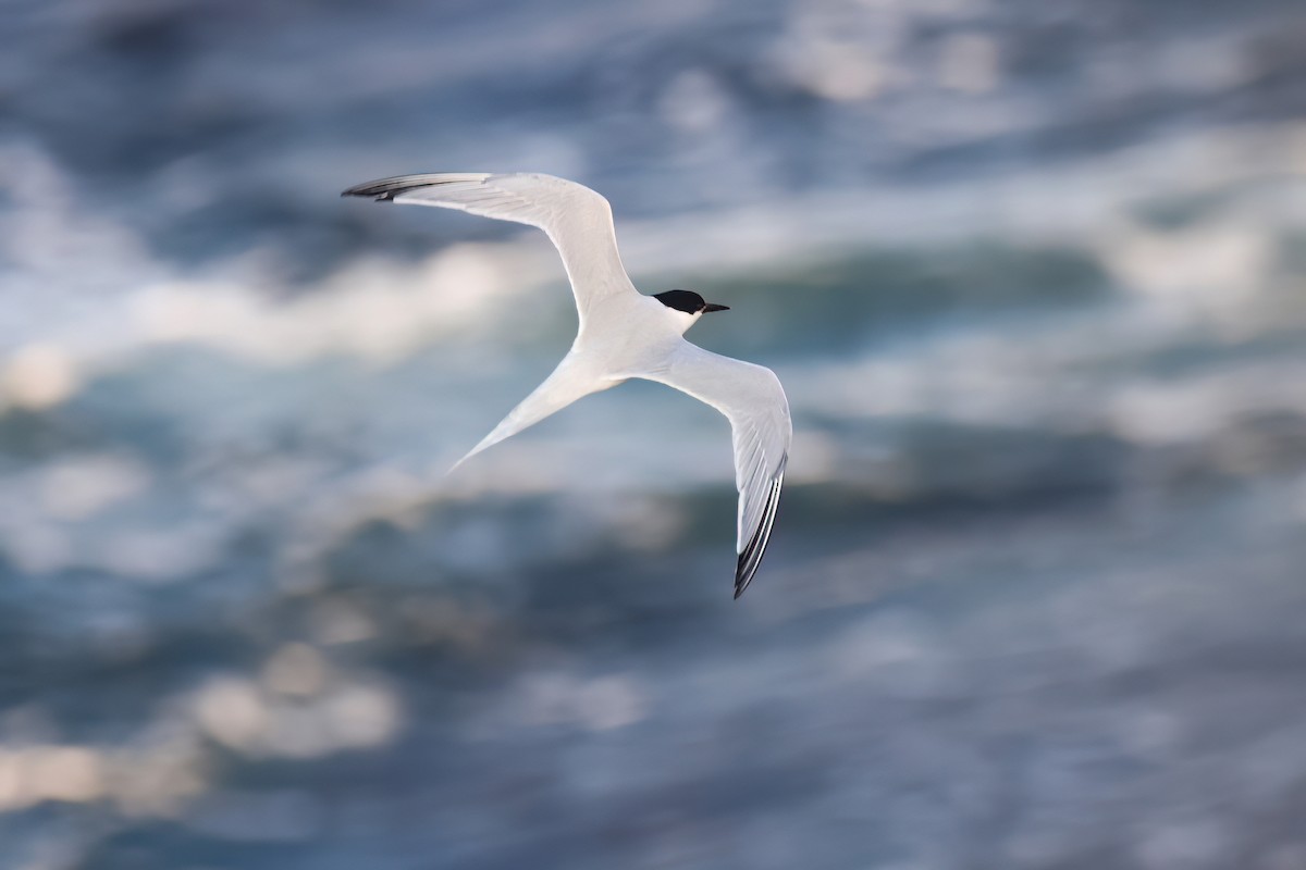 Roseate Tern - ML637487860