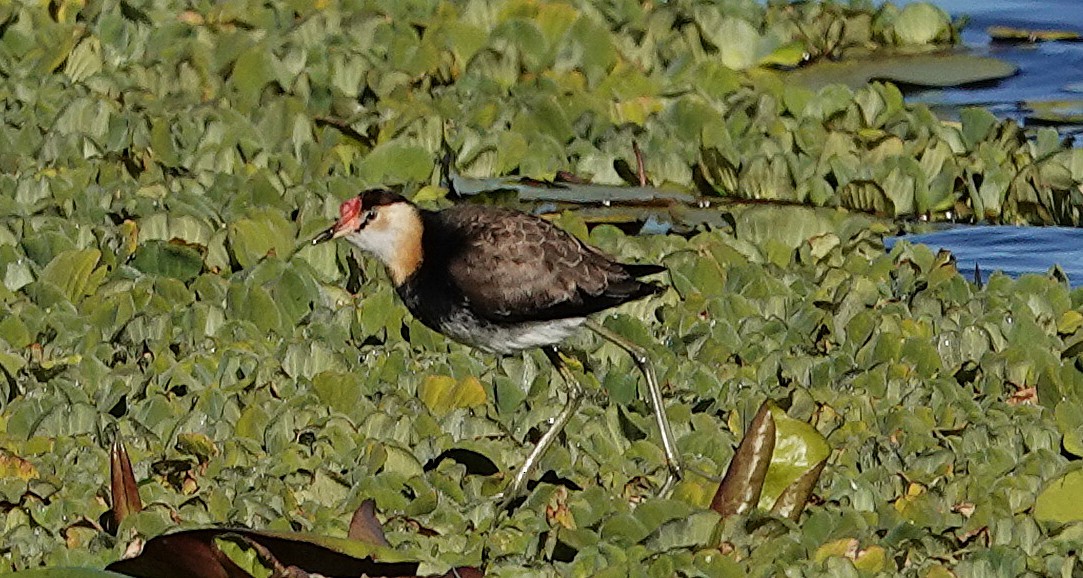 Comb-crested Jacana - ML637487861