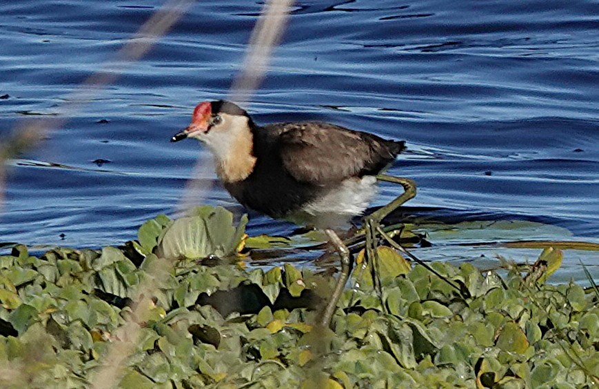 Comb-crested Jacana - ML637487862