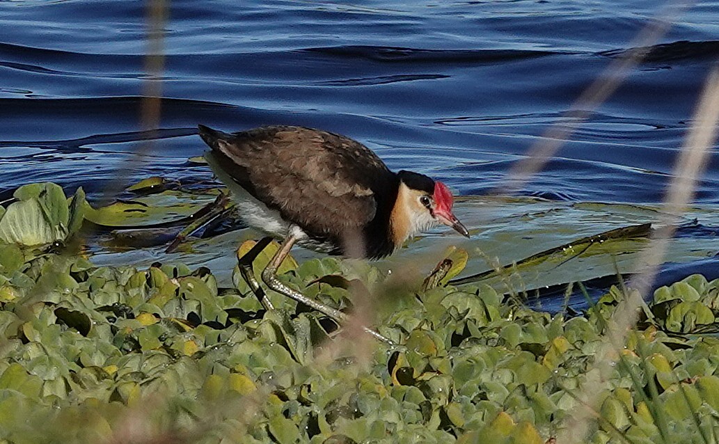 Comb-crested Jacana - ML637487864