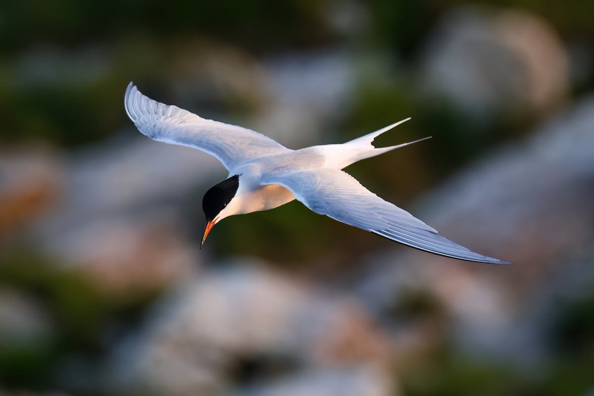 Common Tern - ML637487865