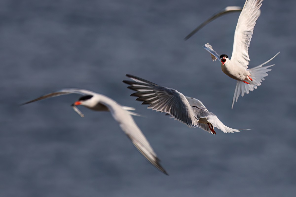 Common Tern - ML637487866