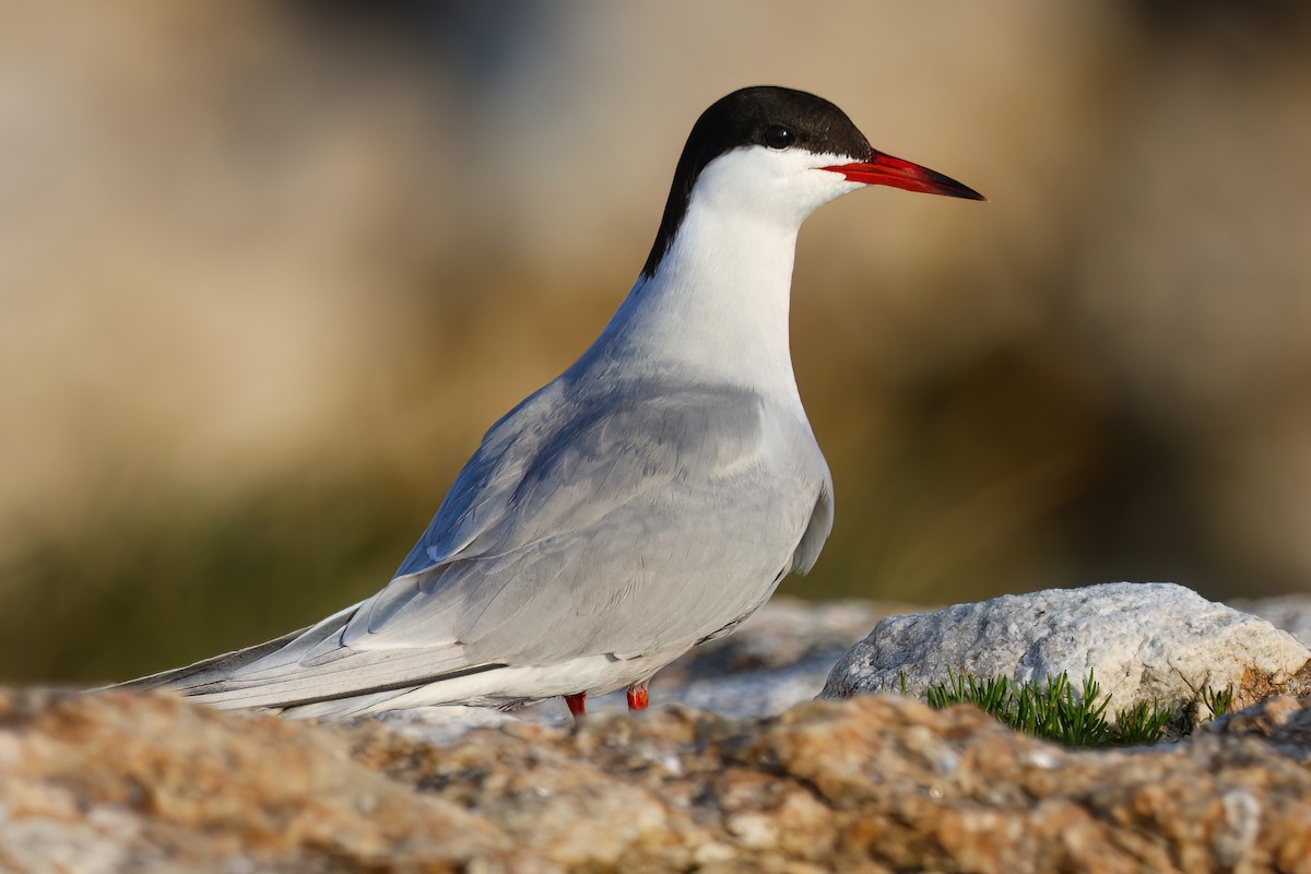 Common Tern - ML637487867