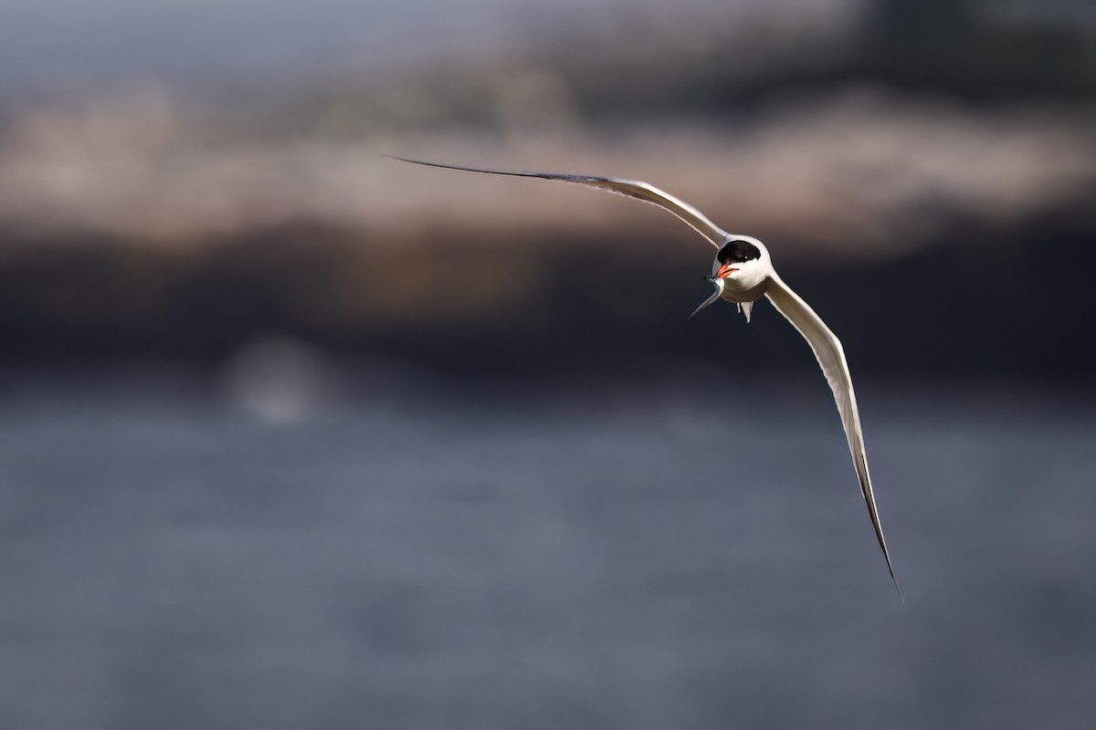 Common Tern - ML637487868
