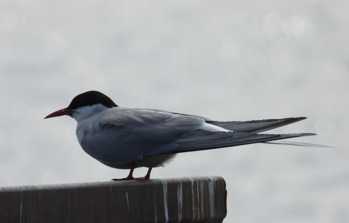 Arctic Tern - ML637487870
